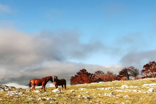 Caballos Una Pradera Montaña —  Fotos de Stock