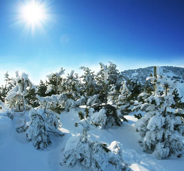 Winterwald Mit Bäumen Schneebedecktes Holz — Stockfoto