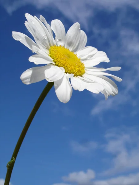 Camomila Arquivado Flores Flora Verão — Fotografia de Stock