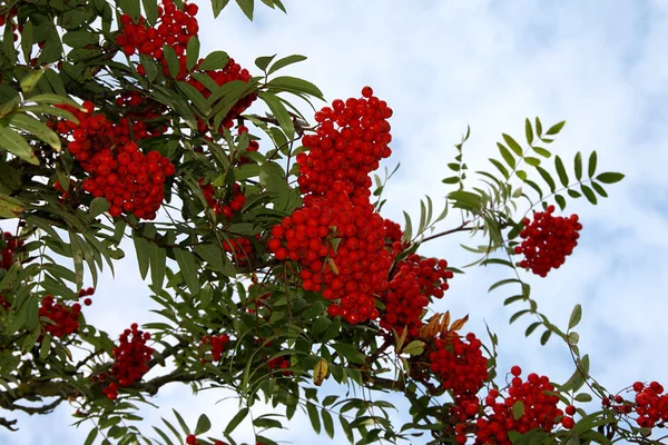 Vacker Botanisk Skott Naturliga Tapeter — Stockfoto