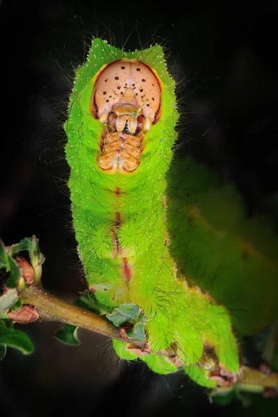 Insecto Oruga Gusano Pequeño — Foto de Stock