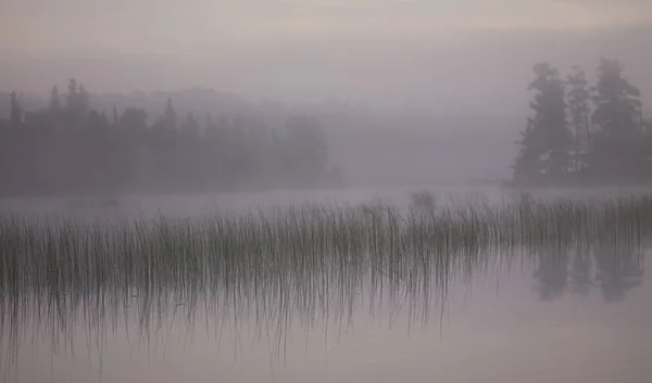 Lago Floresta — Fotografia de Stock