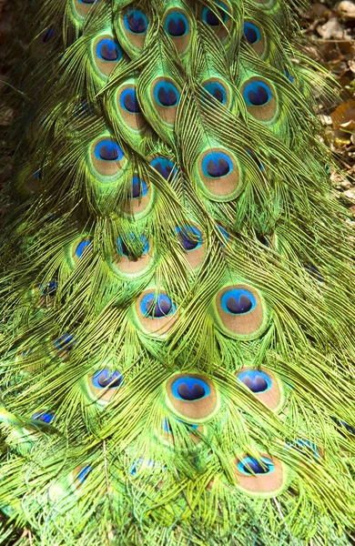 Schöne Aussicht Auf Den Papagei Der Natur — Stockfoto