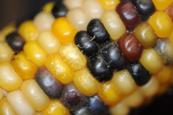 Mazorca Maíz Granos Maíz Vegetales — Foto de Stock