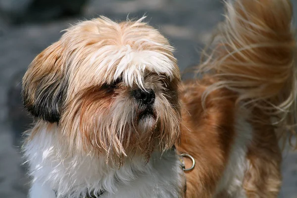 Vista Panorámica Lindo Cachorro Perro — Foto de Stock