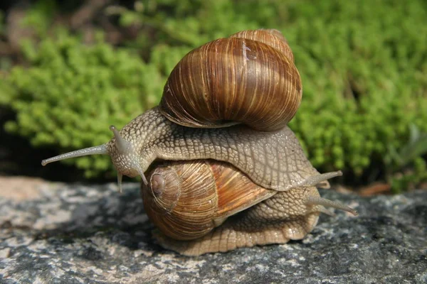 遅いカタツムリ スリムな動物 — ストック写真