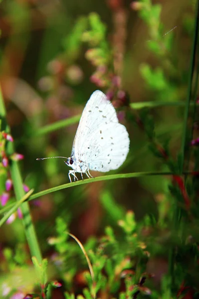 Papillon Bleu Sur Branche Verte — Photo