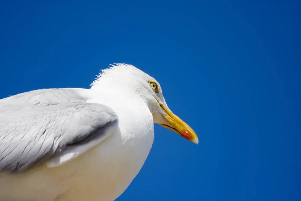 Scenic View Beautiful Bird Nature — Stock Photo, Image