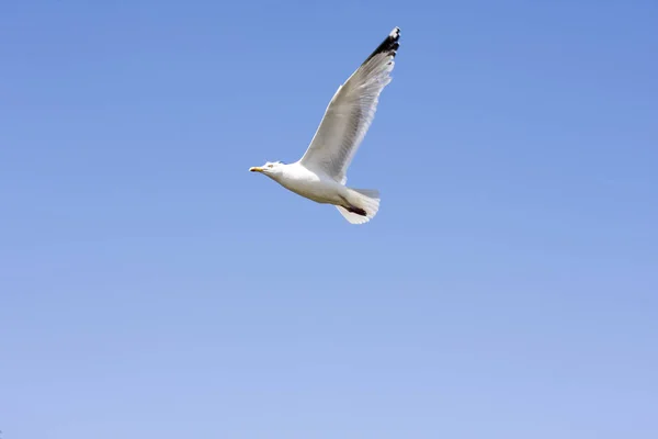 Vista Panorâmica Belas Aves Gaivotas Natureza — Fotografia de Stock