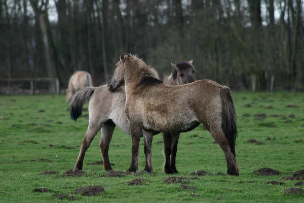 Caballos Aire Libre Durante Día — Foto de Stock