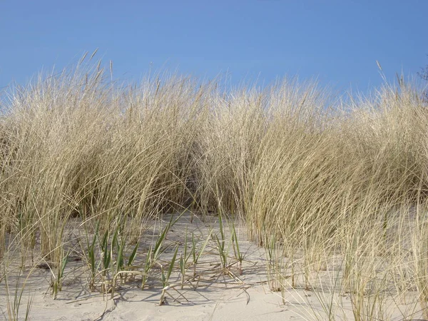 Scenic View Dunes Selective Focus — Stock Photo, Image