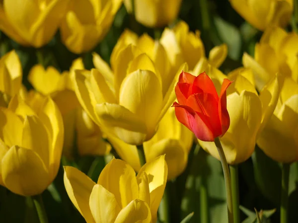 Belle Vue Sur Les Fleurs Tulipes Naturelles — Photo