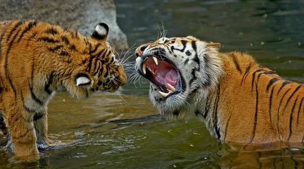 Predador Felino Tigre Selvagem — Fotografia de Stock