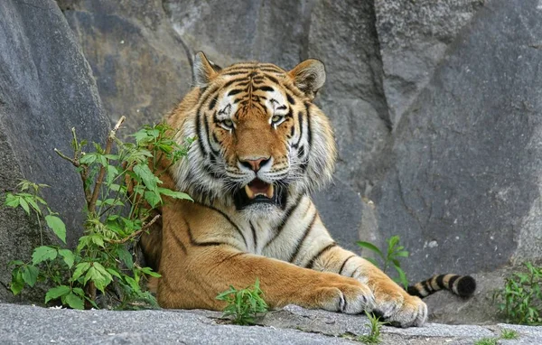 Tigre Sibiriano Animal Listrado — Fotografia de Stock
