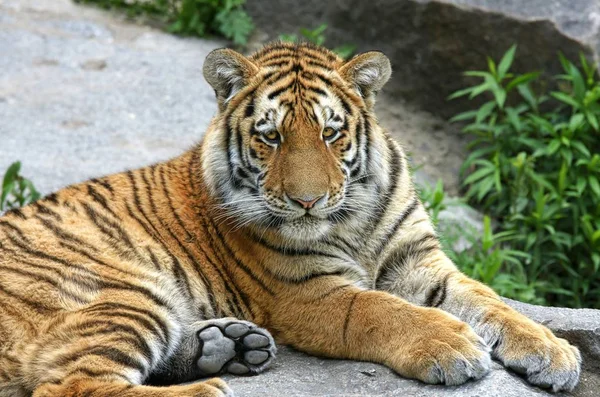Tigre Sibiriano Animal Rayado —  Fotos de Stock