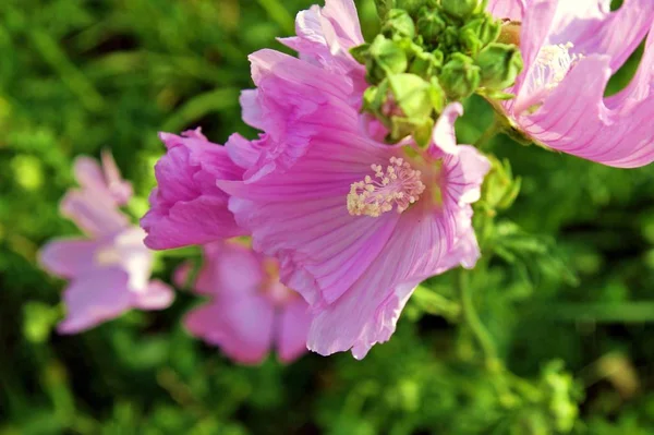 Schöne Blumen Blumiges Konzept Hintergrund — Stockfoto