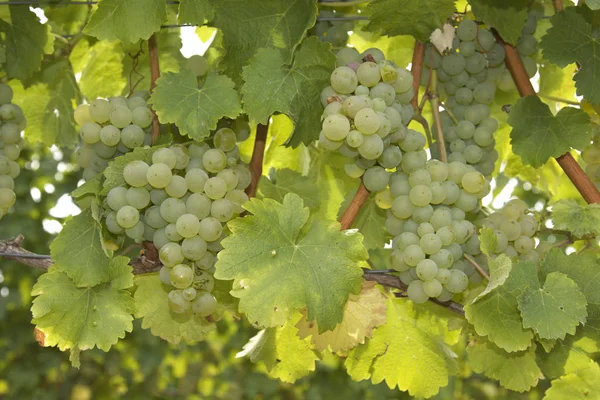 Trauben Wachsen Auf Dem Weinberg — Stockfoto