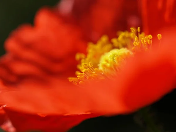 Vista Cerca Hermosas Flores Amapola Silvestre — Foto de Stock