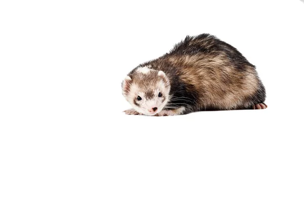 Adorable Ferret Rodent Animal — Stock Photo, Image