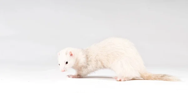 Adorable Ferret Rodent Animal — Stock Photo, Image