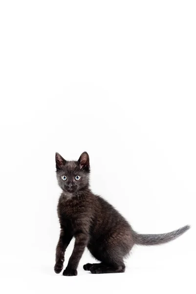 Komik Küçük Tüylü Kedi — Stok fotoğraf