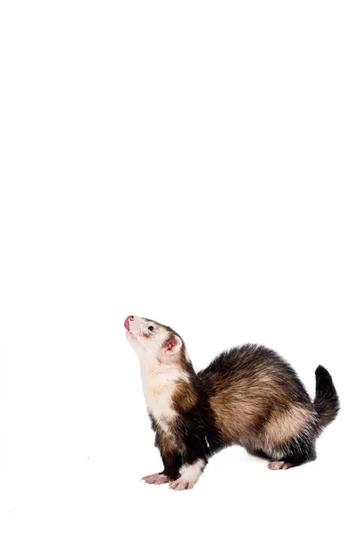 Adorable Ferret Грызун Животное — стоковое фото