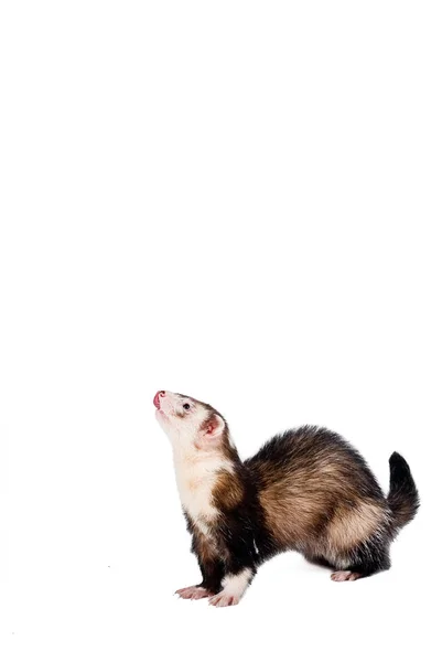 Entzückendes Frettchen Nagetier — Stockfoto