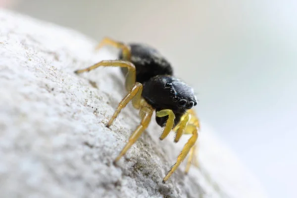 Örümcek Böceği Korkunç Böcek — Stok fotoğraf