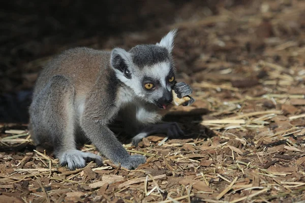 Halka Kuyruklu Lemur Hayvanı Bitki Hayvan — Stok fotoğraf