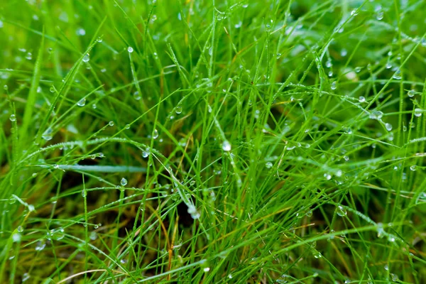 Grass Morning Dew — Stock Photo, Image