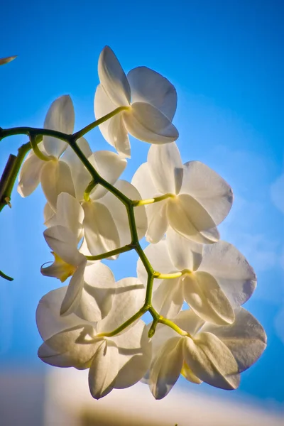 Scénique Belle Fleur Colorée Orchidée — Photo