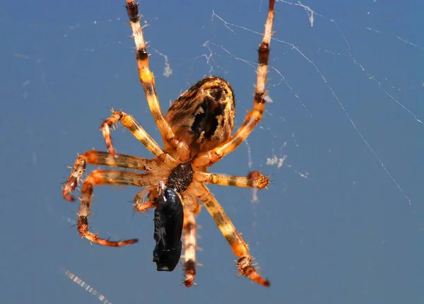 Araña Aterradora Criatura Insecto — Foto de Stock