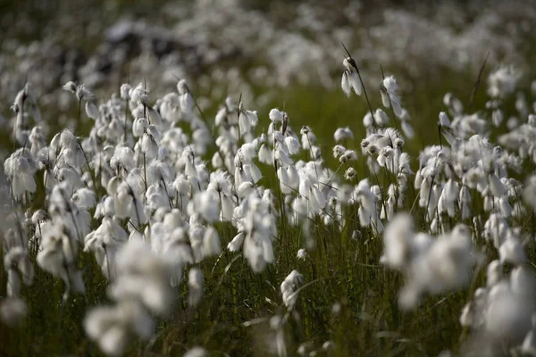 Scheuchzer Cottongrass Eriophorum Scheuchzeri — Foto de Stock