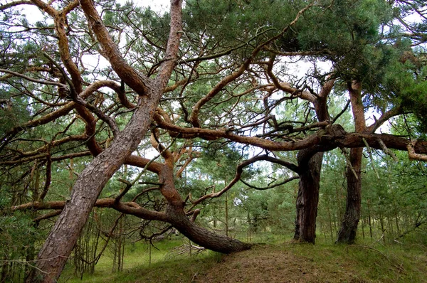 Panoramisch Uitzicht Duinen Selectieve Focus — Stockfoto