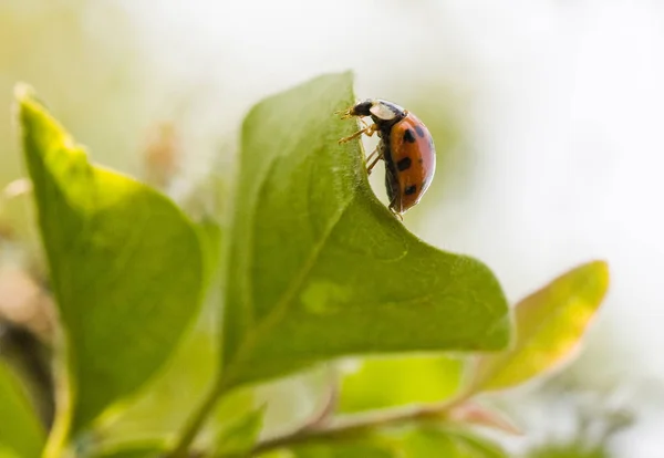 Ladybug Green Leaves — Stock Photo, Image