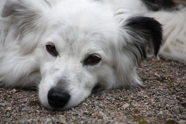 Kolie Rodokmen Pes Zvíře Pet — Stock fotografie