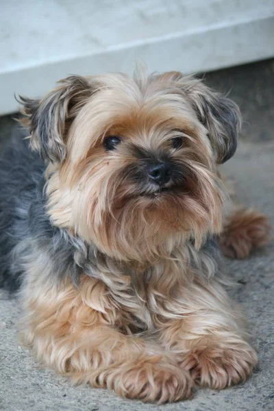 Cão Pequeno Bonito Terrier Yorkshire — Fotografia de Stock