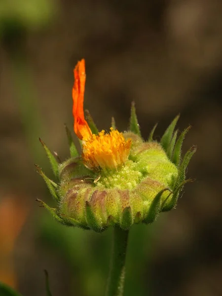 Belle Vue Fleur Souci Naturel — Photo