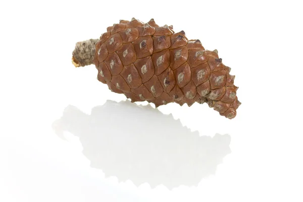 Pine Cones White — Stock Photo, Image