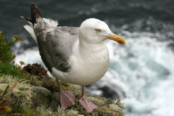 Vacker Utsikt Över Vacker Söt Mås Fågel — Stockfoto