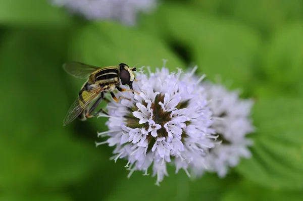 Κοινή Sonnenschwebfliege Helophilus Pendulus — Φωτογραφία Αρχείου