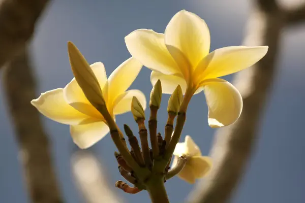 Frangipani Płatki Kwiatów Plumerii — Zdjęcie stockowe