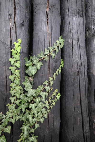 Hojas Hiedra Planta Trepadora Follaje Flora — Foto de Stock