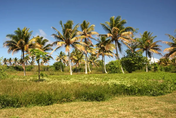 Bella Vista Sulla Natura — Foto Stock