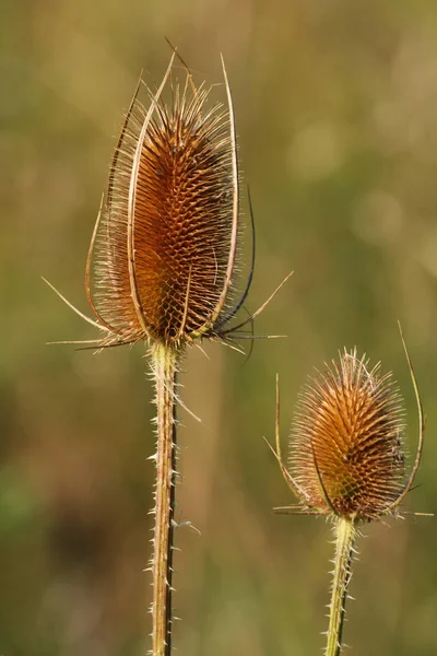 Mooi Botanisch Schot Natuurlijk Behang — Stockfoto