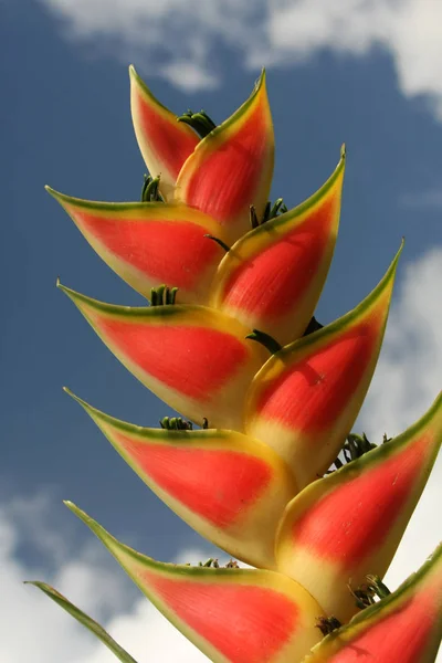 Heliconia Tropische Bloem Met Rode Bloemblaadjes Kreeftenklauwen — Stockfoto