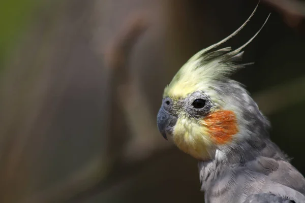 Vista Panoramica Bellissimo Uccello Cockatiel — Foto Stock