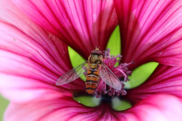 Floating Fly Malve — Stock Photo, Image