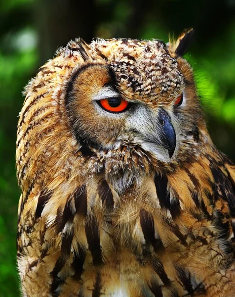 Aussichtsreiche Aussicht Auf Schöne Vögel Der Natur — Stockfoto