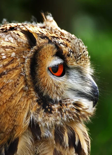 Closeup Cute Owl Wild Nature — Stock Photo, Image